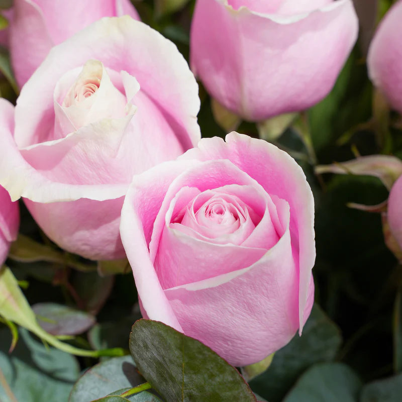 Close-up of pink roses with green leaves