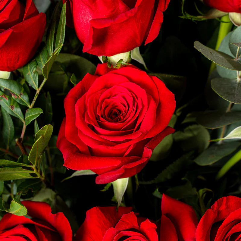 Close-up of red roses with green leaves