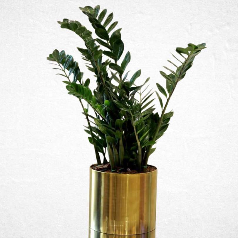Zamia - Luxurious Flowerssimple