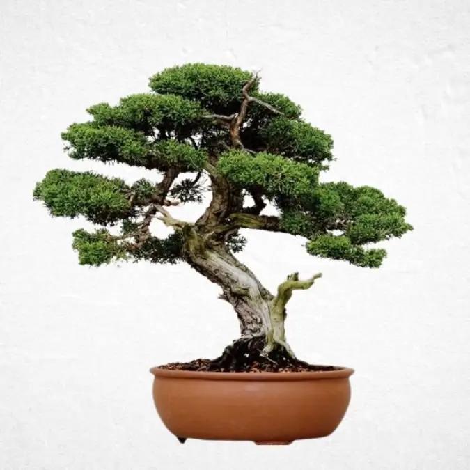 Gilded Arboreal Splendor - Luxurious Flowerssimple