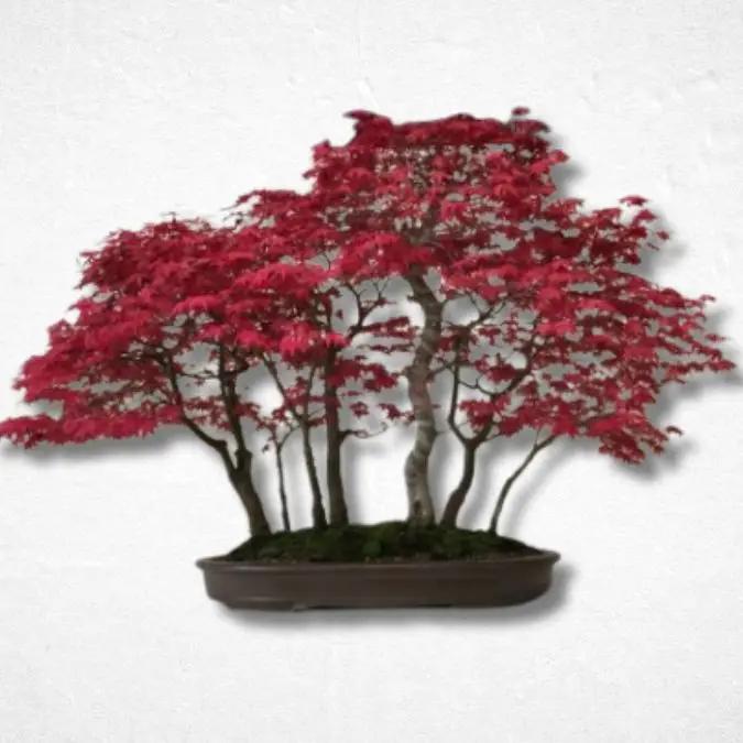 Gilded Arboreal Splendor - Luxurious Flowerssimple