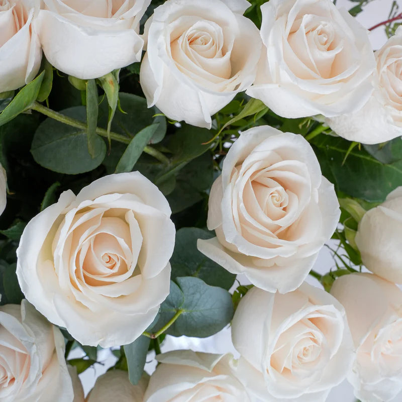 Close-up of a bouquet of white roses with green leaves.