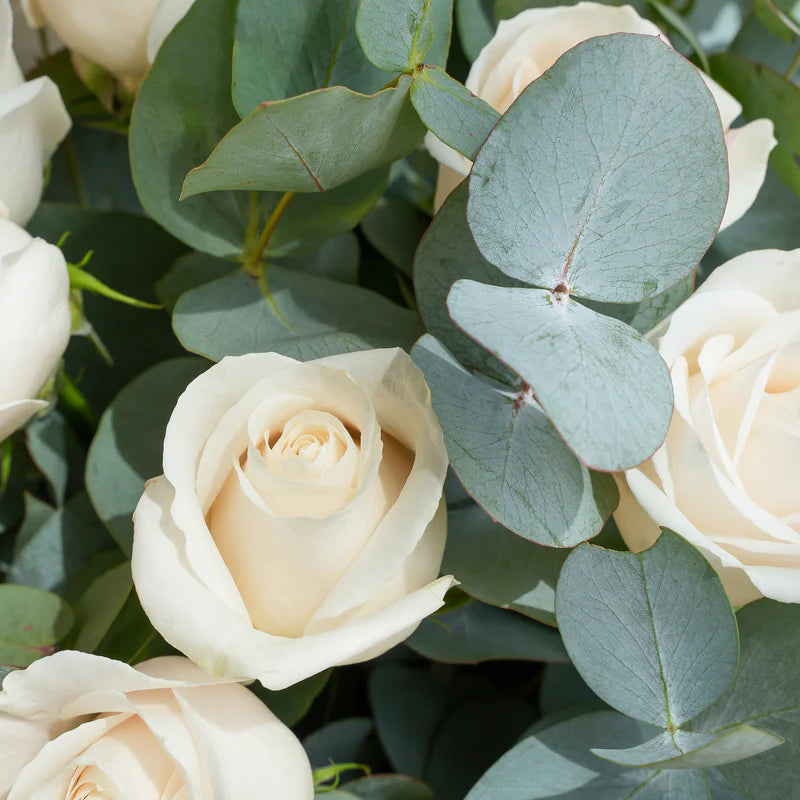 Close-up of white roses and eucalyptus leaves