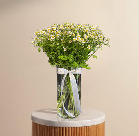 Daisies galore