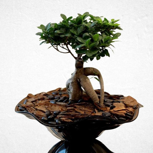 Bonsai Round - Luxurious Flowerssimple