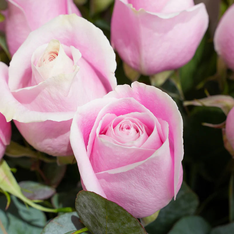 Close-up of pink roses with green leaves