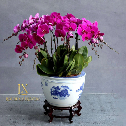 Pink Orchid - Luxurious Flowerssimple