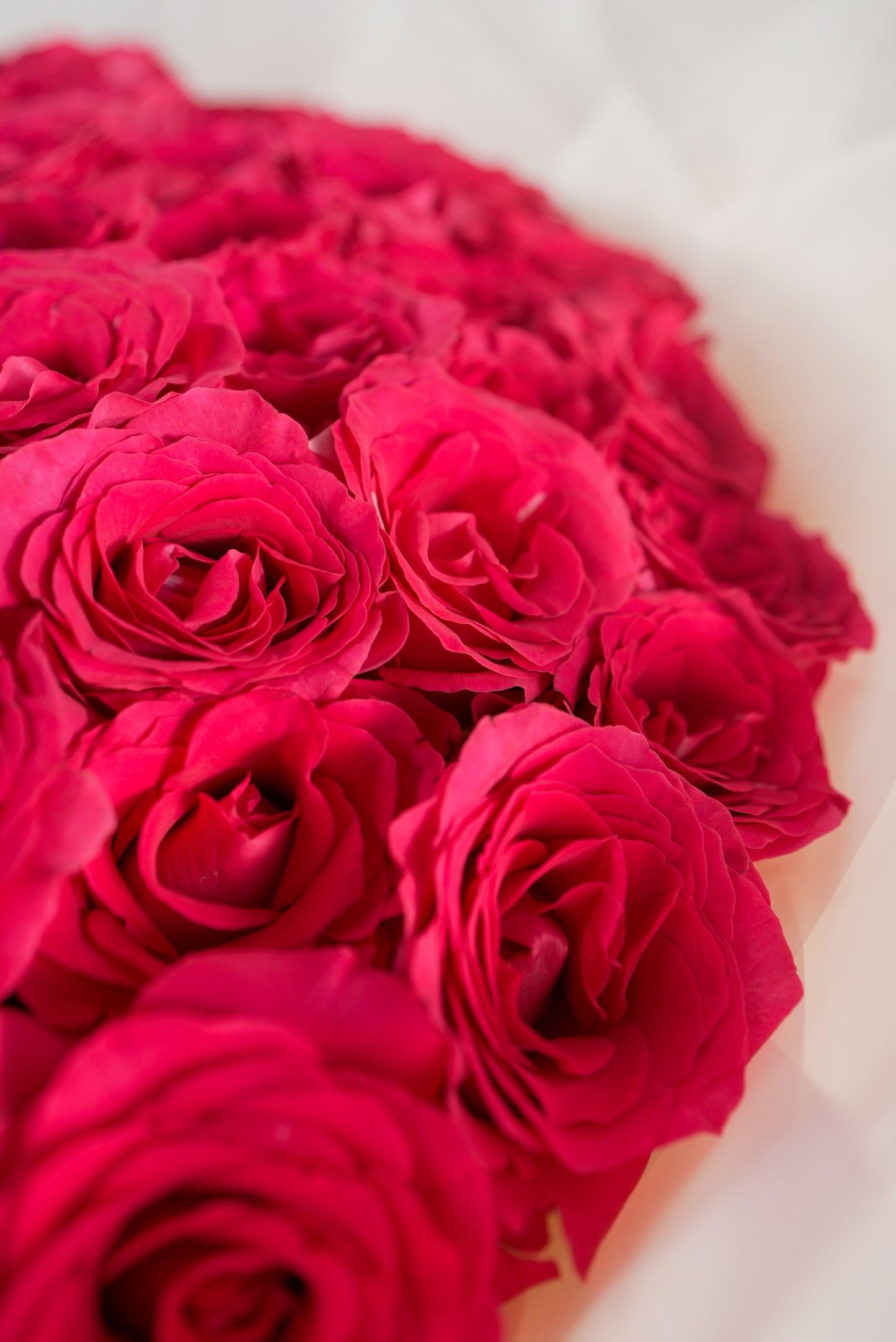 premium-100 fuchsia-roses-glamorous-gift for sale in dubai