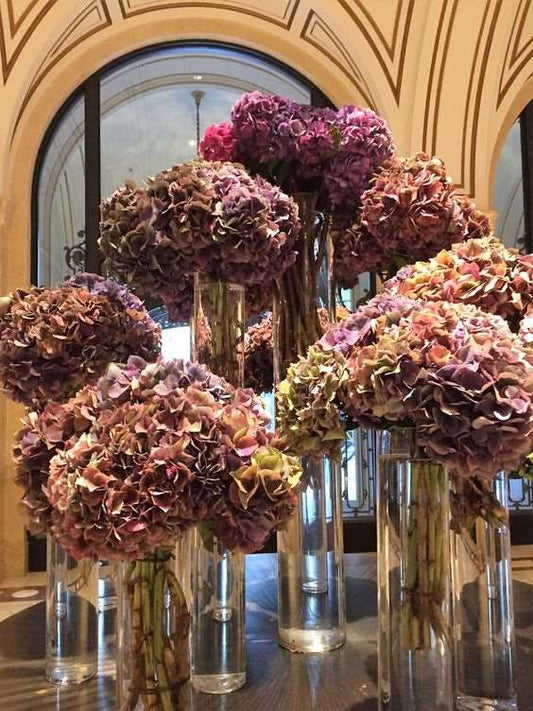 Turning of the Fall Color Hydrangeas - Luxurious Flowerssimple