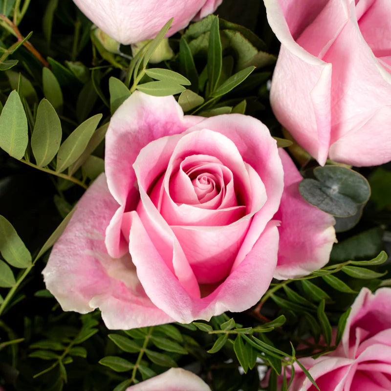 Close-up of pink roses with green leaves