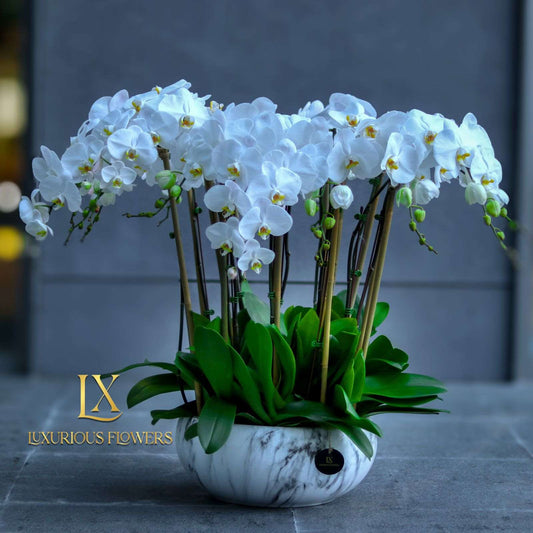 White Orchid - Luxurious Flowerssimple