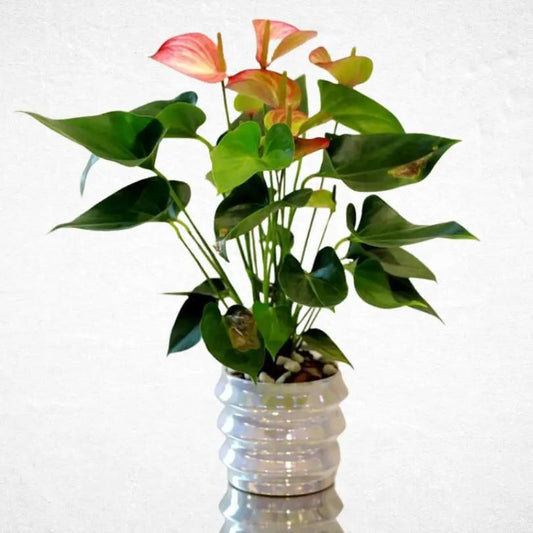 Anthurium - Luxurious Flowerssimple