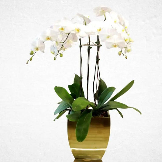 Orchid - Luxurious Flowerssimple