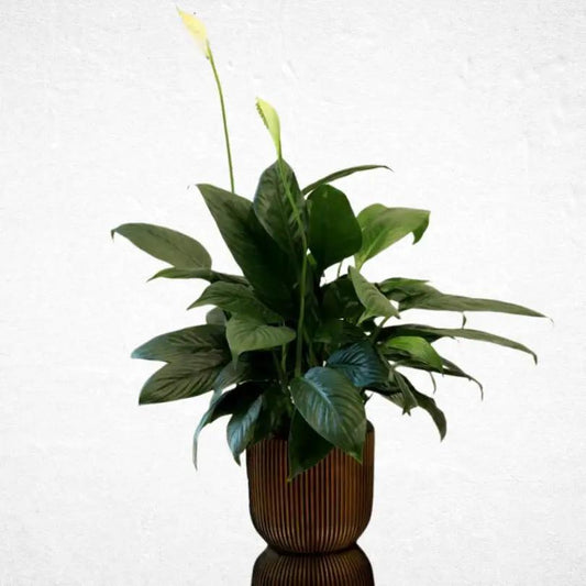 Spathiphyllum - Luxurious Flowerssimple